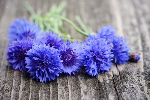 Centaurea Cyanus Flower Delivery - Best Flower Wallpaper