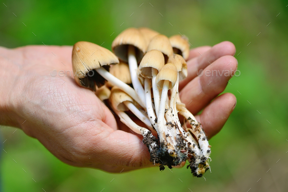 Coprinus micaceus mushroom (Coprinus atramentarius) in male hand - Stock Photo - Images