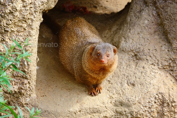 Common dwarf mongoose (Helogale parvula) sits near the burrow - Stock Photo - Images