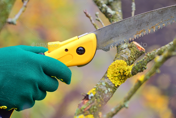 Hands with gloves of gardener doing maintenance work, pruning tr Stock Photo by Nataljusja