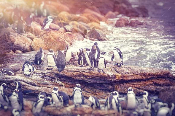 Big family of penguins - Stock Photo - Images