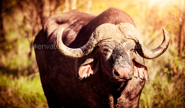 Big buffalo portrait - Stock Photo - Images