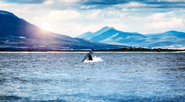 Whale tail - Stock Photo - Images