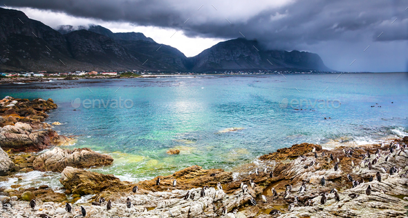 Beautiful landscape with wild penguins - Stock Photo - Images