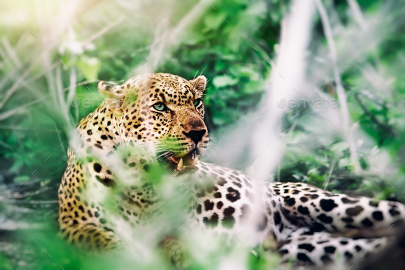 Beautiful wild leopard - Stock Photo - Images