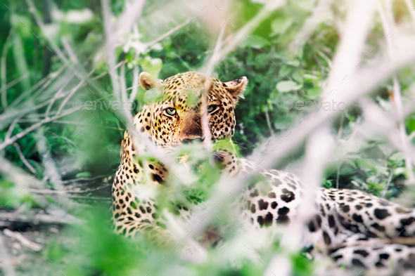 Wild leopard - Stock Photo - Images