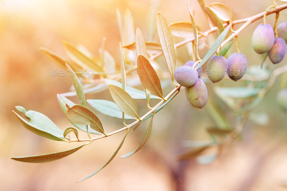 Olive tree branch - Stock Photo - Images