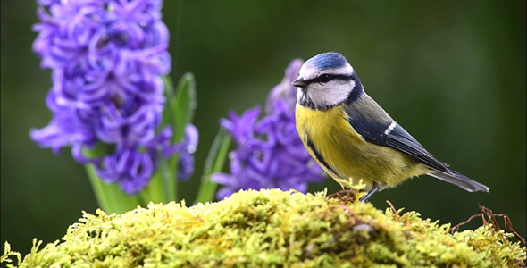 Blue Tit bird in nature