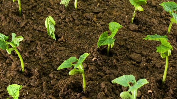 Growing plants. Beans. alt