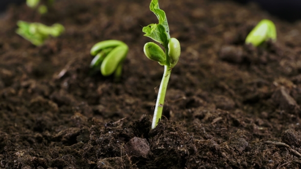 Growing Plants. Beans., Stock Footage | VideoHive