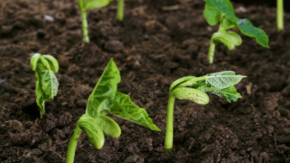Growing plants alt