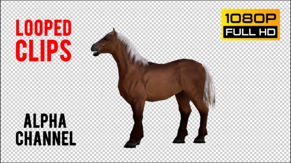 Horse 1 alt