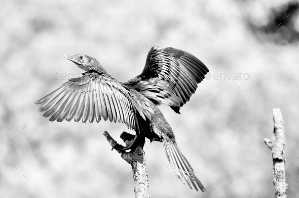 Monochrome Reed Cormorant - Stock Photo - Images