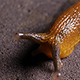 Snail Wiggle And Move Slowly Snail Wiggle And Move Slowly - VideoHive Item for Sale