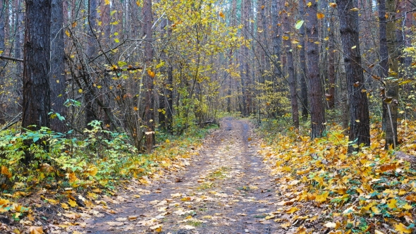Road Through Beautiful Forest and Falling Leaves