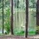 Movement of Water on a Beautiful forest Lake - VideoHive Item for Sale