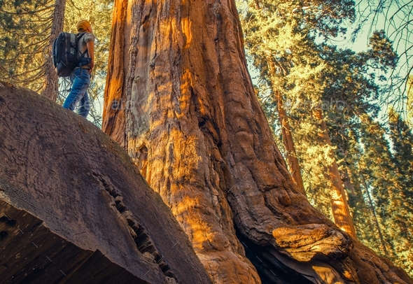 Sequoia Forest Exploration - Stock Photo - Images