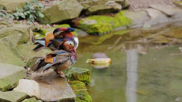 Mandarin Duck Carefully Cleans Feathers alt