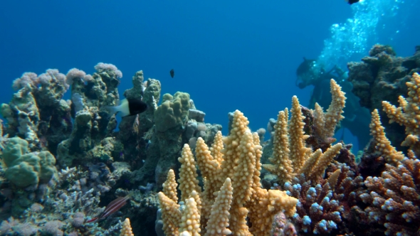 The View of a Diver Exploring a Colorful Reef, Red Sea, Egypt alt