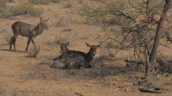 Antelope Waterbuck Kobus Ellipsiprymnus Resting under the Shade of the Bushes alt