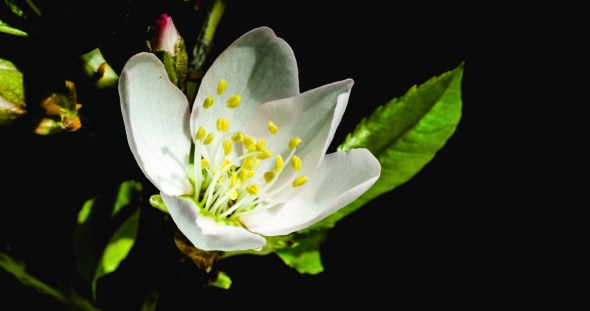 Flower of a Cherry Tree Opens on a Black Background