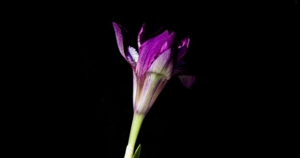 Wonderful Mountain Purple Iris Blooms