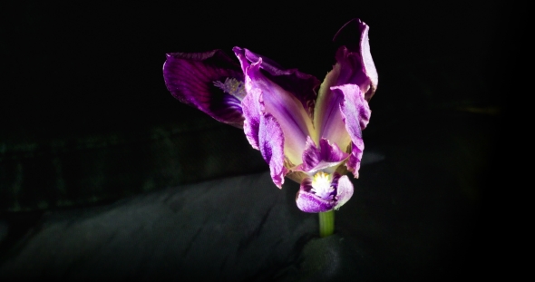 Lilac Wild Iris Unfolds