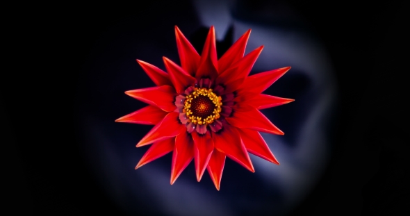 The Red Flower of the Gazania Opens