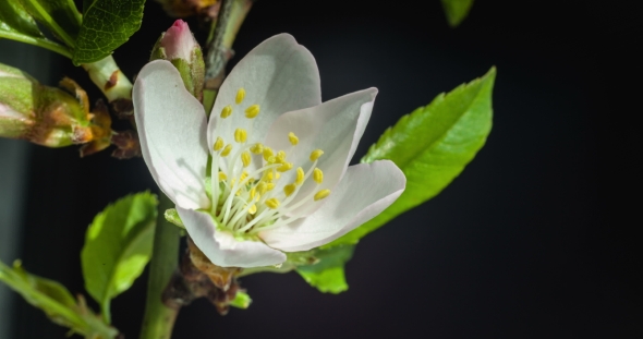 Beautiful White Cherry Flower Unfolds