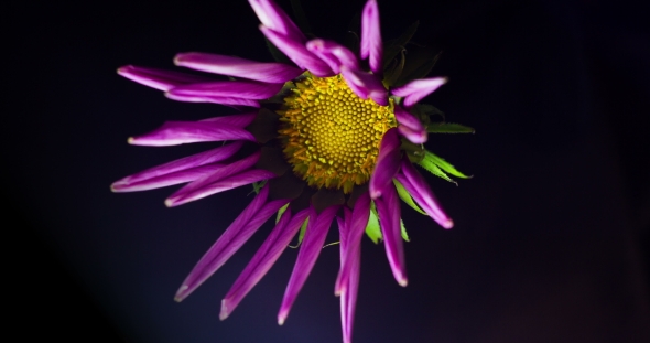 Flowering Lilac Gazania on a Black Background