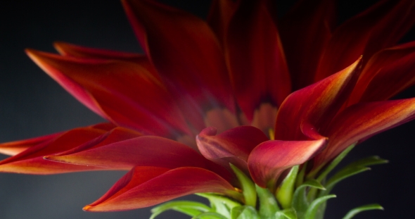 Blooming Red Flower on a Black Background