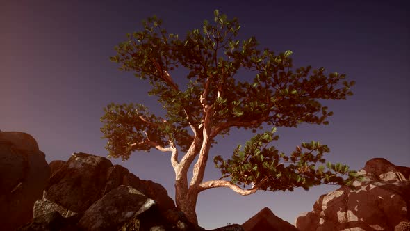 Sun Beams Through Trees alt