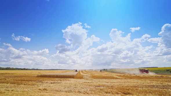 Ripe wheat field in summer. alt