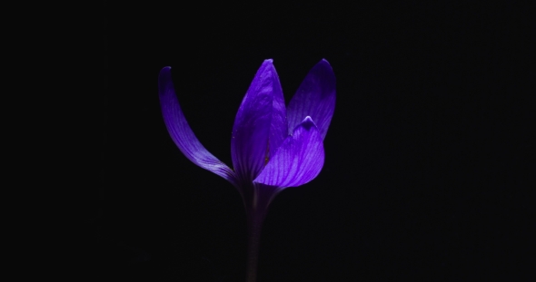 Flowering Bud of Lilac Crocus