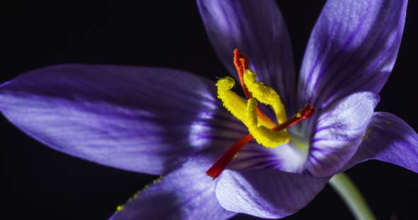 Lilac Crocus with Yellow Stamen Blooms