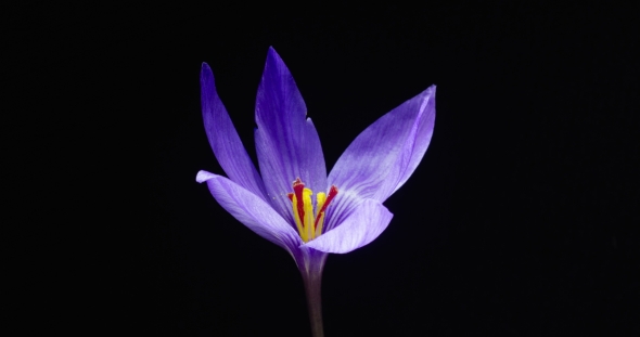 Lilac Crocus Flower Closes