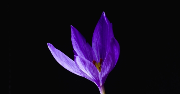 a Lilac Crocus Flower Closes on a Black Background