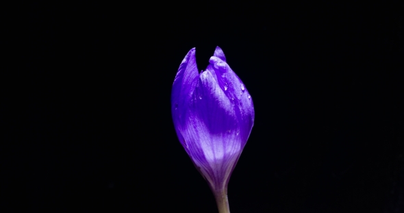 Lilac Crocus Bud with Dew Drops Blooms