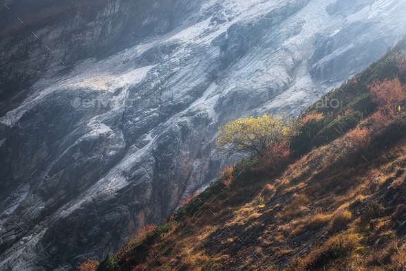 Alone tree on the hillside against mountains at sunset - Stock Photo - Images