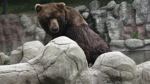 Brown bear in water. Kamchatka brown bear.