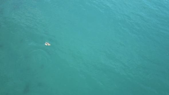 Dolphins Swimming and Jumping in Black Sea. Aerial Tracking Shot of Dolphins with Babies. alt