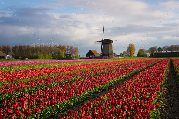 Windmill with tulips under the spring sun - Stock Photo - Images