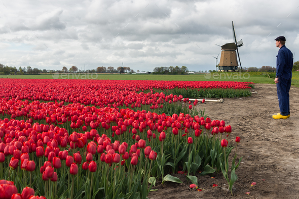 Farmer with his tulips in front of a windmill - Stock Photo - Images