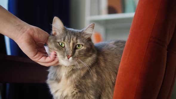Petting Cat Sitting on Chair in Living Room alt