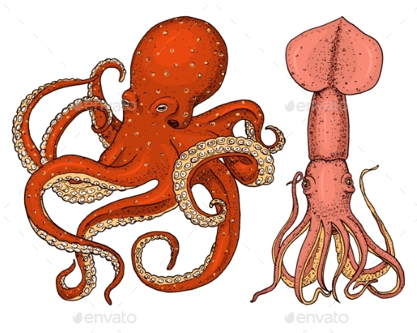 Sea Creature Octopus and Squid - Animals Characters