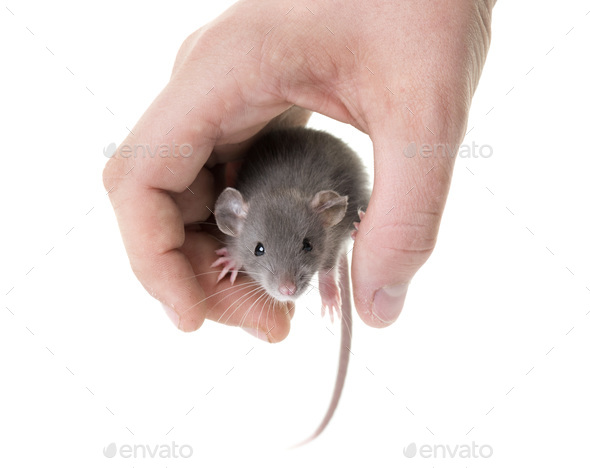 young rat in studio Stock Photo by 