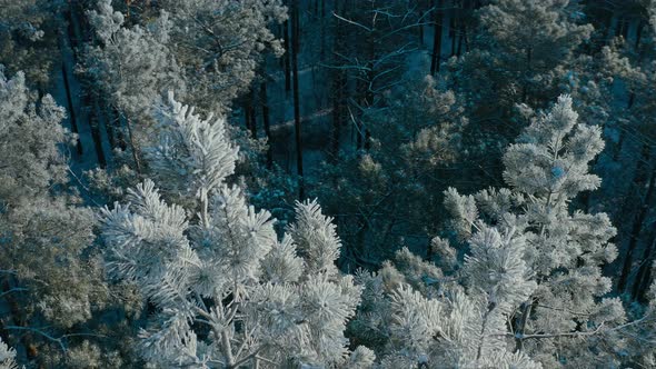 Beautiful Snowy White Forest In Winter Frosty Day alt