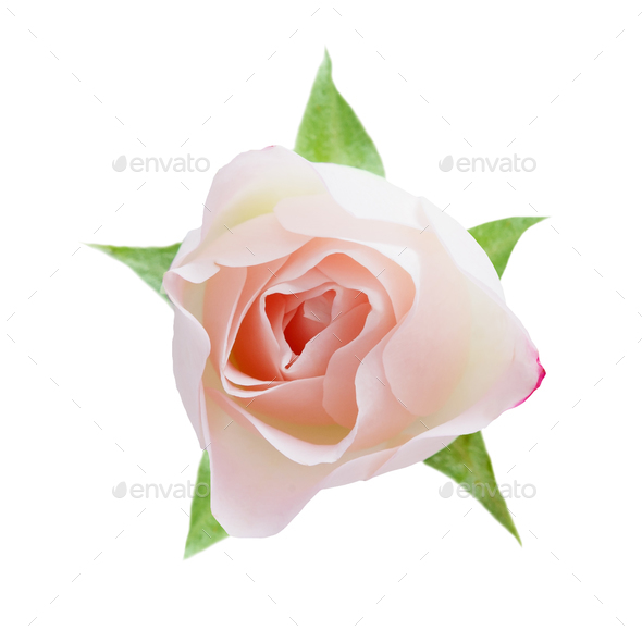 White opened rose bud isolated on white top view - Stock Photo - Images