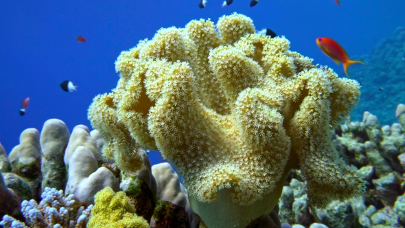 Colorful Fish on Vibrant Coral Reef, Red Sea alt