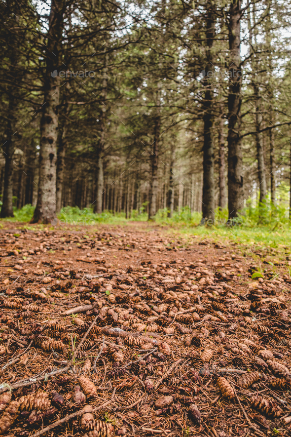 Waterless ground in evergreen forest Stock Photo by aetb | PhotoDune